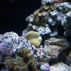 Corals in new 180