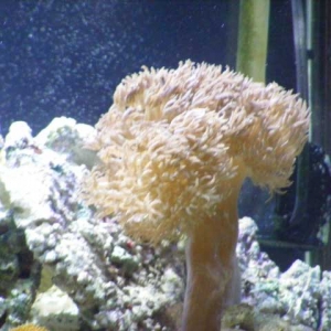 Pom_Pom_Coral