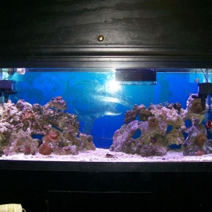 aquascape