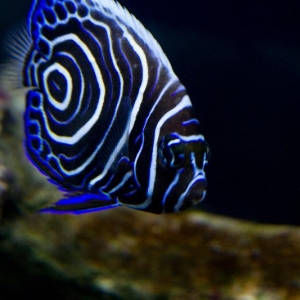 Emperor Angelfish