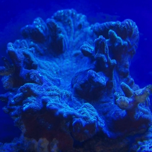 coral id needed