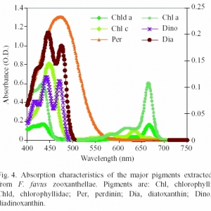 93304Zooxanthellae_Absorbance