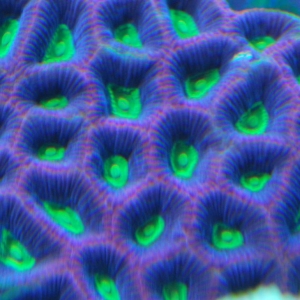 prixm favia top down close up