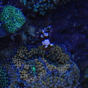 SeahorseTank031