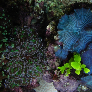 frogspawn, hammer and blue shrooms