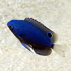 Cheiloprion labiatus - Big-lip damsel