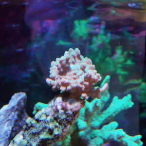 true undata montipora top down