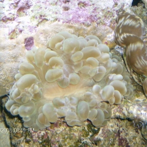 Bubble Coral