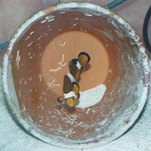 Clownfish Spawning  Project