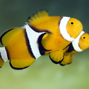 Clownfish Spawning  Project