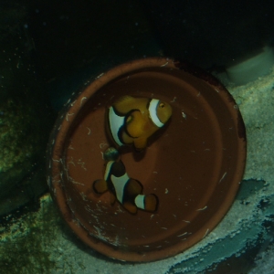 Solomon A. percula pair