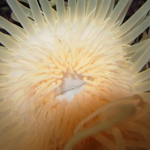 Tube Anemone2