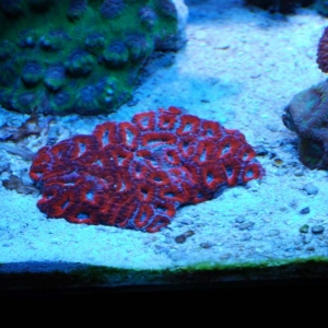 top down australian superman acan