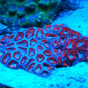 aussie acan half open half closed