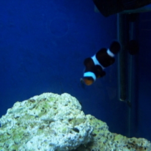 1_clownfish