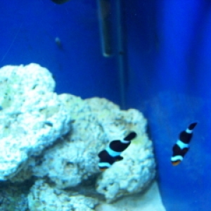 clownfish11