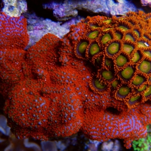 True Superman monti & Mandarin zoas