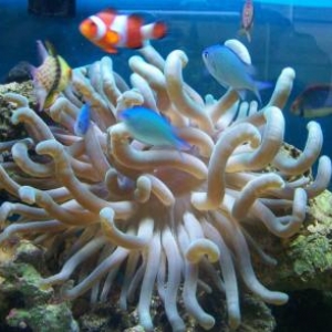 Chromis loving Anenome