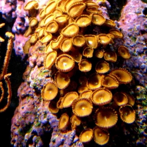 polyps2