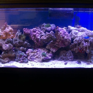 new aquascape