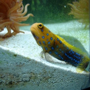 Blue Dot Jawfish