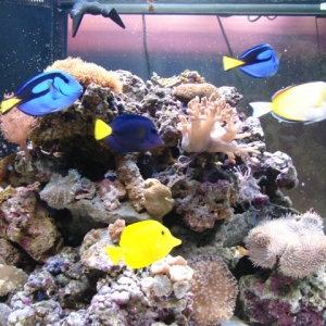 School of Tangs