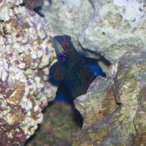 mandarin goby