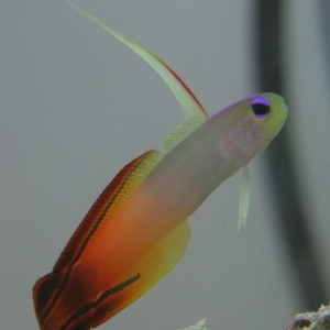 Spaz--my red firefish