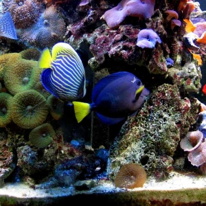 purple-tang