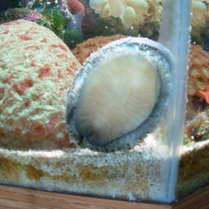 Abalone