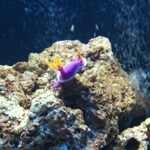 purple_nudibranch