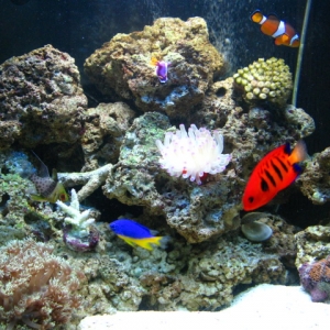 24g_aquapod