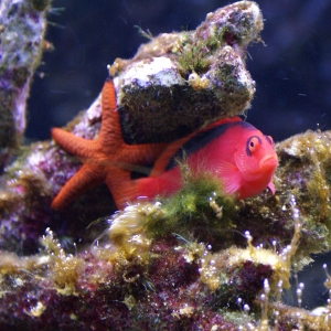 Scarlet Hawkfish and Starfish