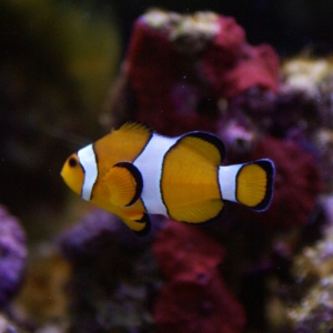 Ocellaris Clownfish