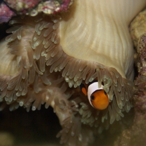 Percula in Bubble Tip Anemone