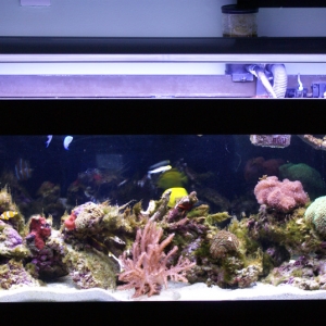 Full Tank