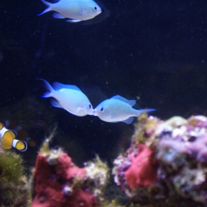 Blue Green Chromis