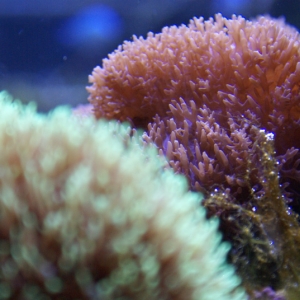 Soft Corals
