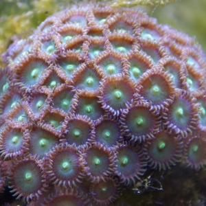 Soft Corals