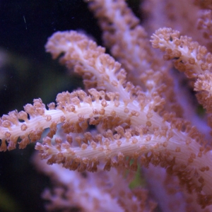 Tree Coral