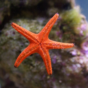 Starfish