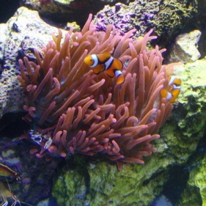 clowns, crab, RBTA, and shrimp