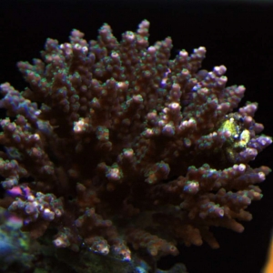 Acropora and Crab