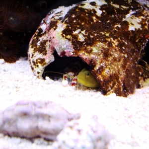 Yellow Watchman and Pistol Shrimp