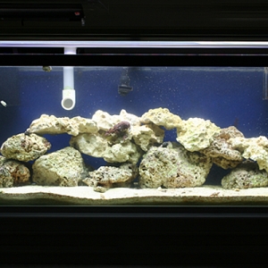 First reef tank