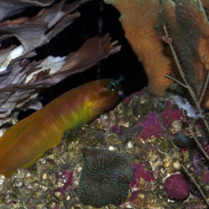 Midas Blenny's 1st dawn in a new reef