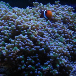 Clown in frogspawn