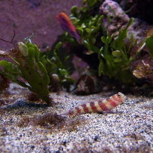Goby_01