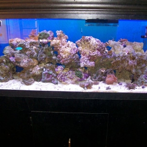 newest tank pic