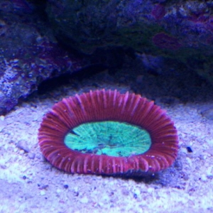 coral2